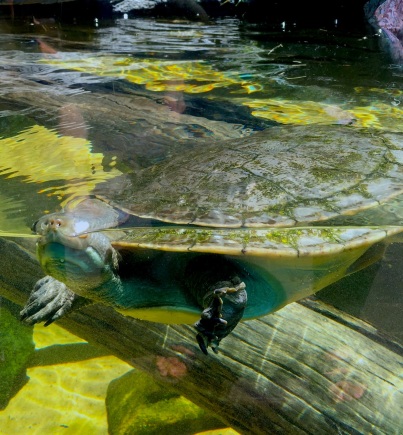turtle swimming.jpg
